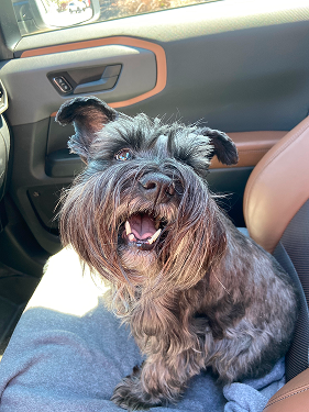 Dog in car